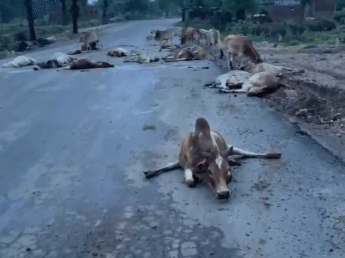 बिलासपुर में अज्ञात वाहन ने मवेशियों को कुचला, 17 मौतें:हाईकोर्ट ने राज्य शासन को हटाने कहा था, फिर भी सड़कों पर घूम रहे मवेशी