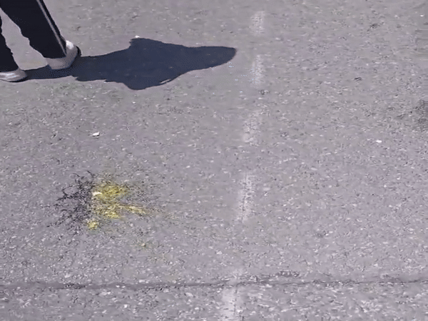 कनाडा में जगन्नाथ रथ यात्रा पर अंडे फेंके गए:भक्त बोले- नफरत विश्वास को नहीं हरा सकती; भारत सरकार से कार्रवाई की अपील