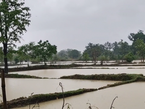 बिलासपुर-कोरबा समेत 5 जिलों में भारी बारिश का अलर्ट:बिजली गिरने की आशंका, गरियाबंद में झमाझम बारिश से खेतों में भरा पानी, उफान पर नदी-नाले
