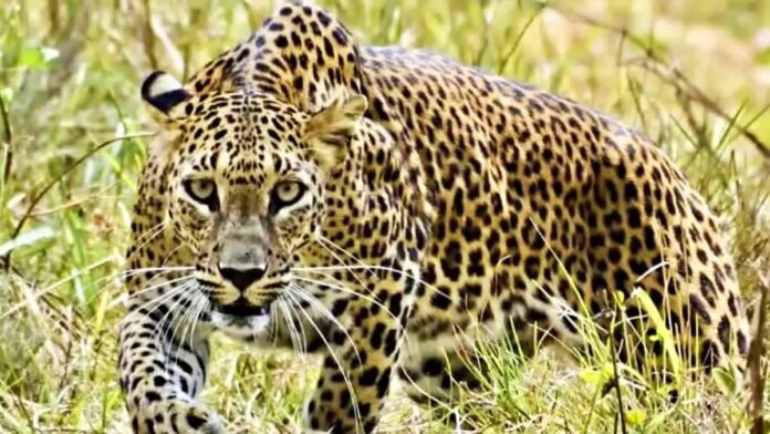 तेंदुए ने गाय का किया शिकार! गांव में मचा हड़कंप, वन विभाग ने जारी की चेतावनी