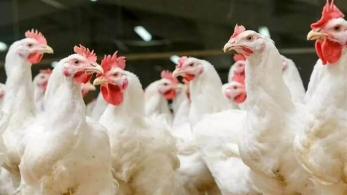 बाढ़ के बाद Bird Flu का साया... यूपी में अलर्ट, सीमाएं सील, पोल्ट्री फार्म पर कड़ी निगरानी