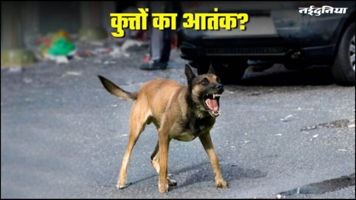Stray Dog Attack: आवारा कुत्तों का कहर... झुंड ने 10 साल की बच्ची पर हमला किया, ऐसे बची जान