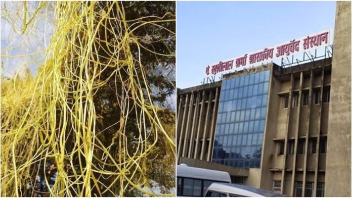 अमरबेल से पीलिया के इलाज की राह खोजेगा भोपाल का आयुर्वेद संस्थान, इस पर हो रहा है रिसर्च