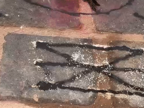 दुर्ग के स्कूल में तंत्र-मंत्र कर कोयल की बलि दी..VIDEO:प्रिंसिपल-ऑफिस के सामने तांत्रिक रंगोली, नींबू-सिंदूर मिला; टीचर्स ने टोटका काटने बैगा बुलाया