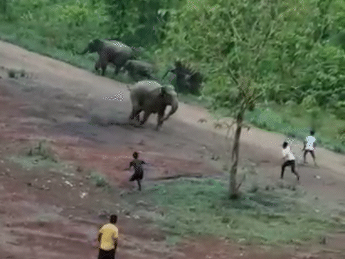 हाथी ने उठाकर पटका, फिर कुचलकर मार डाला…VIDEO:ग्रामीणों ने पत्थर फेंके तो पलटकर दौड़ाया, कोरबा के जंगल में 50 हाथियों का डेरा