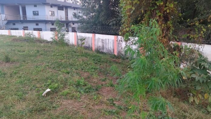 सतना में संतोषी माता तालाब के पास लगे गांजे के पौधे, नगर निगम और स्मार्ट सिटी प्रबंधन पर उठे सवाल