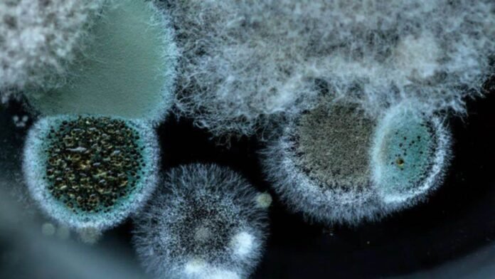 Black Fungus से जूझे मरीजों की मुस्कान लौटी, AIIMS भोपाल की दुनिया में सराहना, कोरियाई जर्नल में दर्ज हुई सफलता