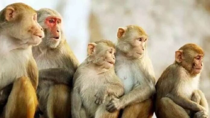 लाल मुंह के बंदरों को वन्यजीव संरक्षण अधिनियम की अनुसूची में फिर शामिल करने की तैयारी