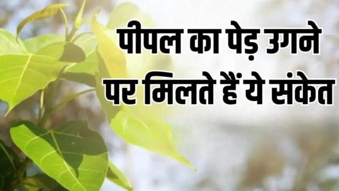 Peepal Tree: घर में पीपल का पेड़ उगना शुभ या अशुभ? जानें ज्योतिष और धर्म के संकेत