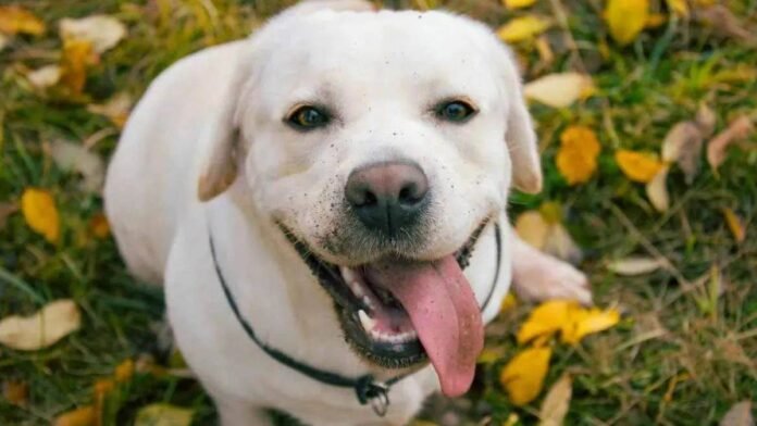 समुद्र किनारे खोया कुत्ता 1500 किमी दूर पहुंचा, 3 महीने तक मालकिन होती रही परेशान