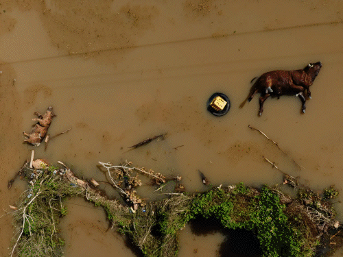जमैका में लोग कीचड़-मलबे में खाना ढूंढ़ने पर मजबूर, PHOTOS:तूफान मेलिसा के बाद भूख-प्यास से परेशान; बाढ़ का पानी भरा, जानवर सड़ रहे