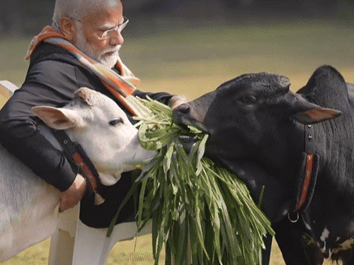 छत्तीसगढ़ में जन्मी दुनिया की सबसे छोटी गाय पुंगनूर:आर्टिफिशियल-इनसेमिनेशन से जन्म; ₹2000/लीटर बिकता है दूध, PM मोदी के पास भी इसी नस्ल की गायें