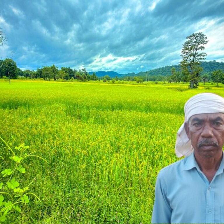 किसान ने तकनीक से खेत में उत्पादन को सुधारा:श्री विधि से कुटकी की खेती, इसमें पारंपरिक खेती के मुकाबले 5 गुना मुनाफा