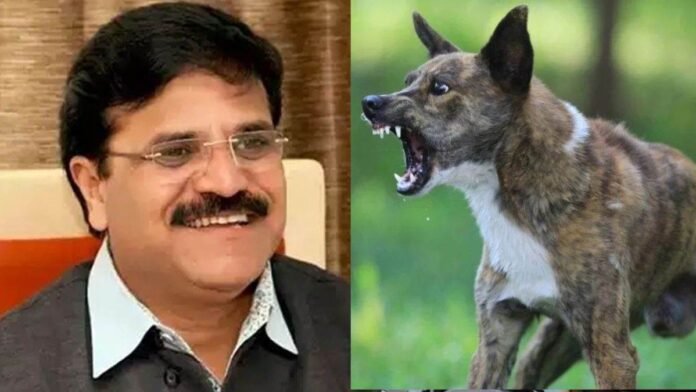 पूर्व महापौर के बेटे को चार आवारा कुत्तों ने काटा, प्रमोद दुबे ने कहा- कागजों पर चल रही योजनाएं