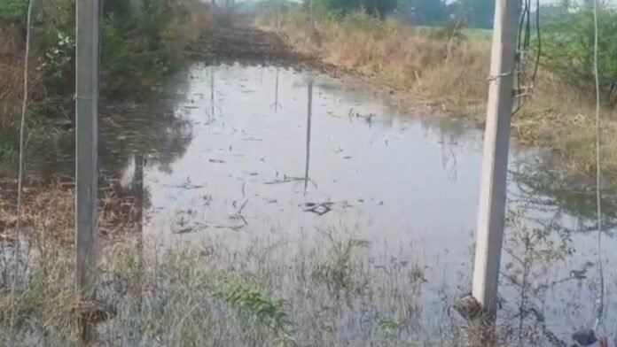 बड़वानी में नहर के पानी निकासी नहीं होने से खेत में घुसा पानी, मक्का को नुकसान