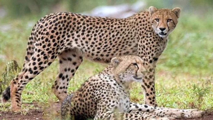 गणतंत्र दिवस पर बोत्सवाना से प्लेन में लाए जाएंगे 8 नए चीते, हेलीकॉप्टर से होगी कूनो में एंट्री