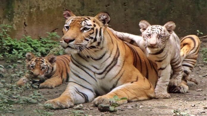 Tiger State में ही संकट में टाइगर: MP में इस साल 55 बाघों की मौत, मुख्यमंत्री ने मांगी रिपोर्ट