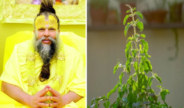 एकादशी के दिन तुलसी तोड़ना चाहिए या नहीं? जानिए प्रेमानंद महाराज ने क्या बताया है
