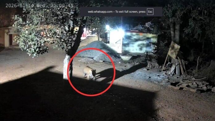 सरभंग मुनि आश्रम के वृद्धा आश्रम परिसर में टाइगर की चहलकदमी, सीसीटीवी में कैद वीडियो