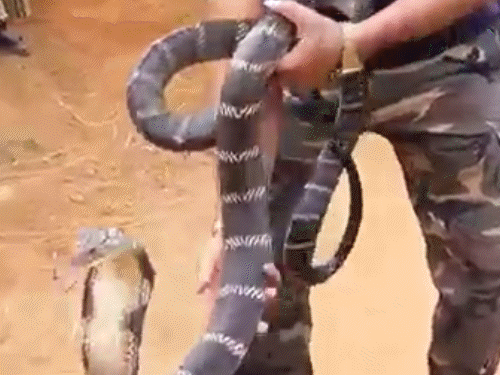 यूट्यूबर स्टार आकाश जाधव गांजा तस्करी का मास्टरमाइंड:5.68 मिलियन है फॉलोअर्स, महासमुंद में 22 दिनों में 7.86 करोड़ का गांजा पकड़ाया, ओडिशा-महाराष्ट्र नेटवर्क टूटा