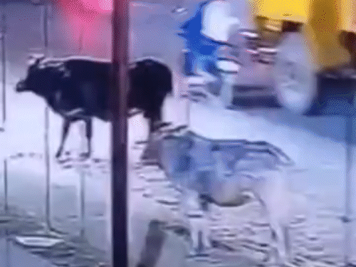 सिर के ऊपर से गुजरा 8 चक्का हाईवा..भेजा बाहर, VIDEO:दोस्त नशे में बाइक चला रहा था, पीछे बैठा साथी गिरा; हाईवा चालक रौंदकर भागा