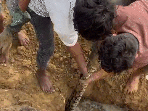 75KG के 5 अजगरों के रेस्क्यू का VIDEO:इनकी लंबाई 8-10 फीट, स्नैक-कैचर ने पकड़ा; पढ़िए अटैक से कैसे बचें, क्या करें क्या न करें
