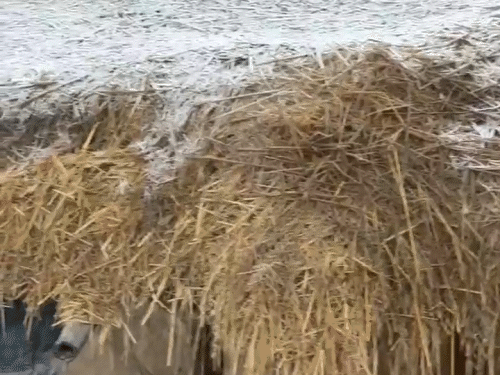 3 दिन बाद फिर बढ़ेगी ठंड,3° तक गिरेगा पारा:रायपुर में घने धुंध की चेतावनी, उत्तरी हिस्से में शीतलहर, रायगढ़ में स्कूलों की टाइमिंग बदली