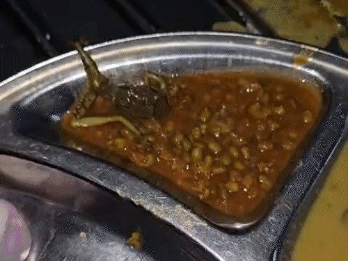 छत्तीसगढ़ डेंटल कॉलेज मेस के खाने में निकला मरा मेंढक:शिकायत के बाद FSD की जांच; चावल में इल्ली, खराब-बेसन से बन रहा था भजिया