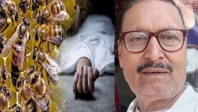 कानपुर में मैच के दौरान मधुमक्खियों का हमला, वरिष्ठ अंपायर मानिक गुप्ता की मौत