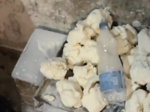 रायपुर में भिनभिनाती मक्खियों के बीच बन रही ब्रेड,VIDEO:गंदगी के बीच तैयार हो रहे थे खारी-टोस्ट, डोनट-क्रीम रोल, 50 दुकानों में सप्लाई, फैक्ट्री सील