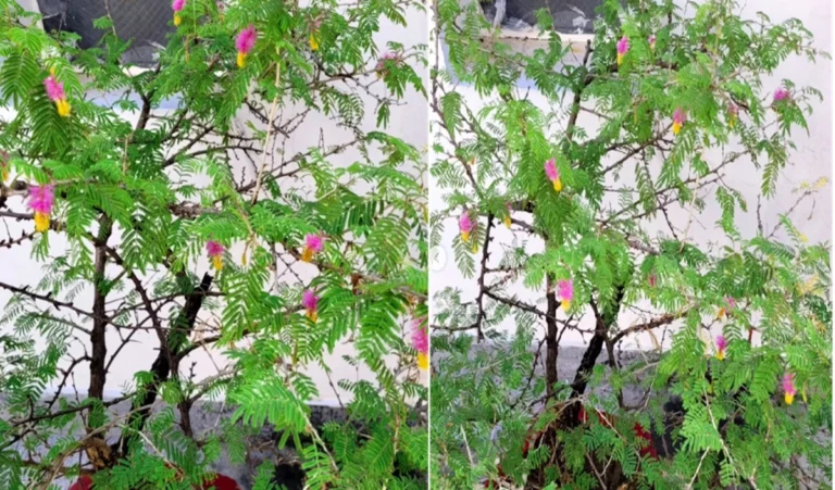 Mahashivratri 2026 पर शमी पत्र का चमत्कारी उपाय, Money और Success की होगी बरसात