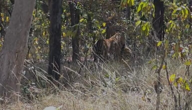 संजय टाइगर रिजर्व में बाघिन मां के सामने शावक को जबड़े में दबाकर उठाकर ले गया बाघ