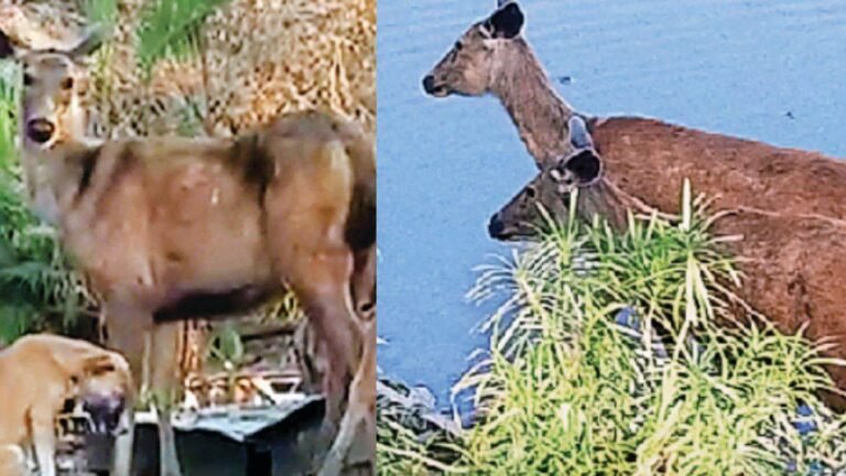 नमक की चाह में ‘चटोरे’ बने सांभर, बोट क्लब पर फास्ट फूड की झूठन तक पहुंच रहे