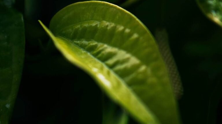 Paan Ke Upay: चमत्कारी पान का पत्ता, एक पत्ता दूर करेगा घर का कलह और आर्थिक तंगी; जानें ज्योतिष के ये अचूक उपाय