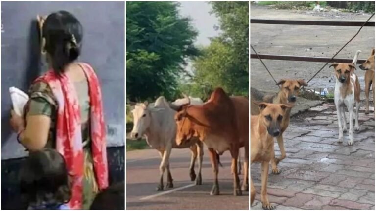 MP के कॉलेजों में अब प्राचार्यों पर आवारा पशु व श्वान को प्रवेश रोकने की भी जिम्मेदारी