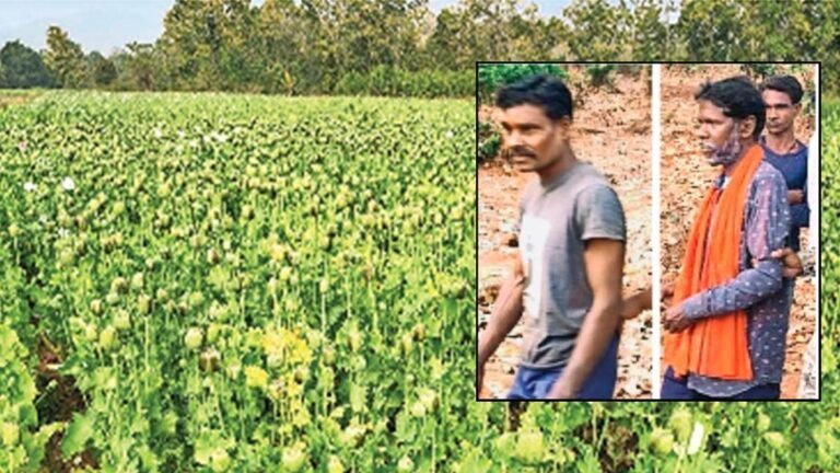 अब छत्तीसगढ़ के बलरामपुर में मिली अफीम की खेती, 5 आरोपियों को किया गिरफ्तार