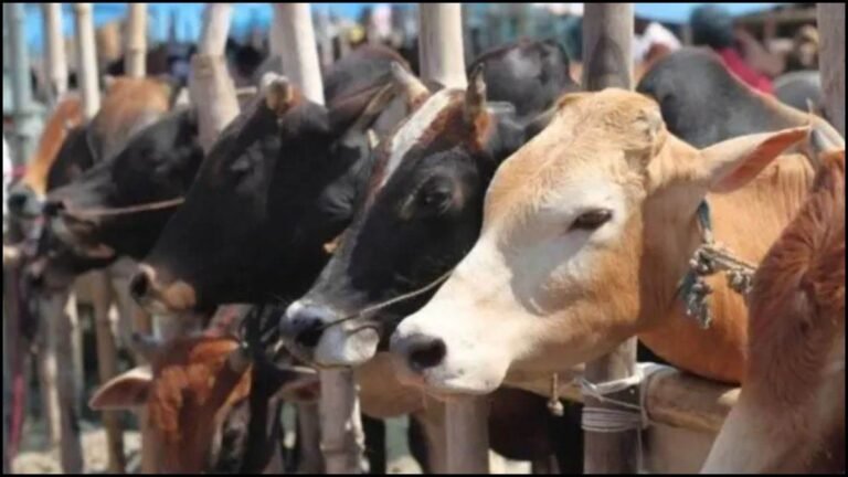 UP में गोतस्करों की आई शामत… 35 हजार से ज्यादा गिरफ्तार, 83 करोड़ की संपत्ति जब्त, गैंगेस्टर और NSA के तहत कड़ा प्रहार