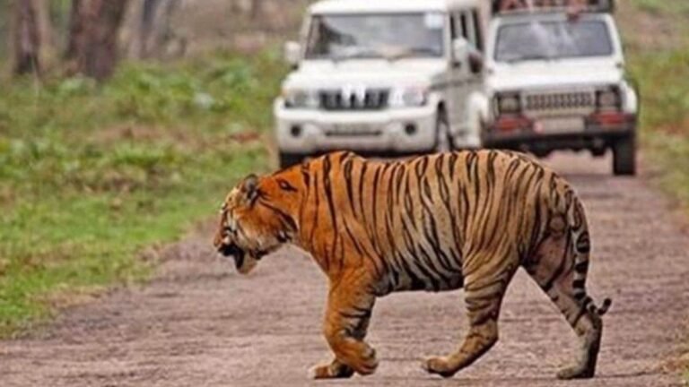 बांधवगढ़ में बाघों की मौत पर वन विभाग मौन, SIT गठन के 52 दिन बाद भी नहीं दे पाई रिपोर्ट