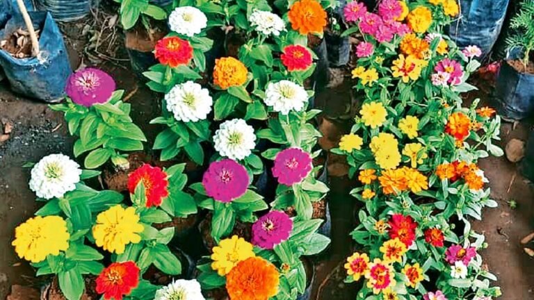 तपती धूप में घर में ग्रीन कूलिंग, एलोवेरा, स्नेक प्लांट और मनी प्लांट कम करते हैं टेंपरेचर