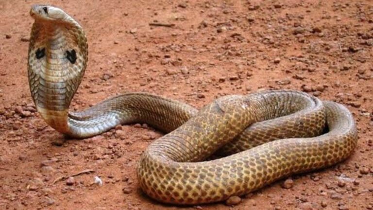 मध्य प्रदेश के नगरीय क्षेत्रों में वन विभाग से परमिशन लेकर ही लोग पकड़ पाएंगे सांप, राज्य में लागू होगी ‘सर्पा योजना’