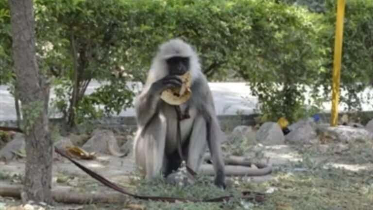 कवर्धा में बेजुबानों का कत्लेआम? कुई गांव में 8 लंगूरों की रहस्यमयी मौत, जिस कदम के पेड़ पर था बसेरा, वही बन गया कब्रगाह