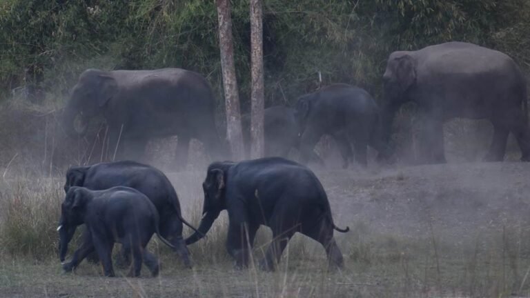 मुगल शासक अपनी सेना के लिए मध्य भारत के जंगल से ले जाया करते थे हाथी