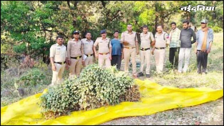 छिंदवाड़ा में 6 हजार से अधिक अफीम के पौधे बरामद, बाघ की हत्या के पीछे निकला अफीम का काला खेल, आरोपी गिरफ्तार