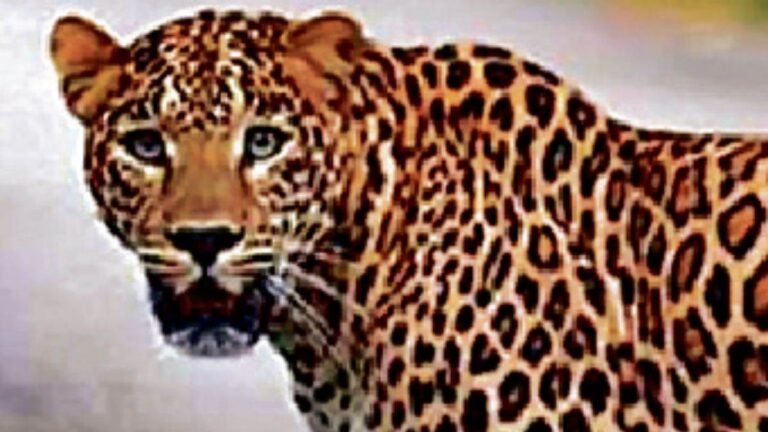 बीमार तेंदुए में मिले श्वानों की बीमारी के लक्षण, जांच में खुलासा, MP के सभी नेशनल पार्क प्रबंधन में हड़कंप, जल्द जारी होगी एडवाइजरी